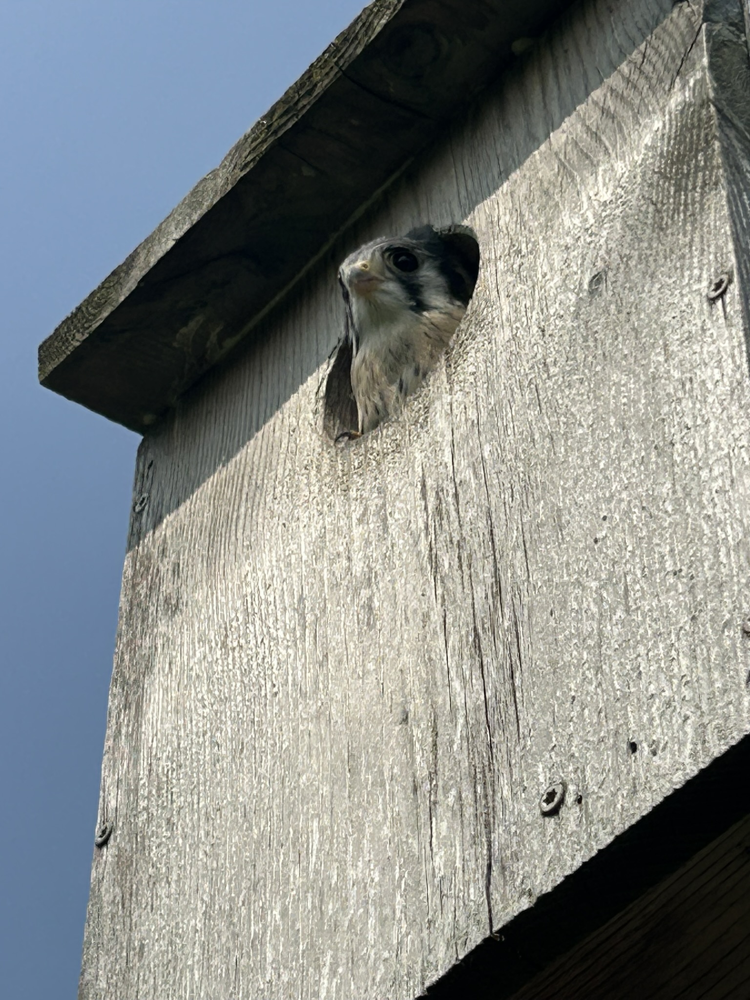 American Kestrel chick in nestbox
