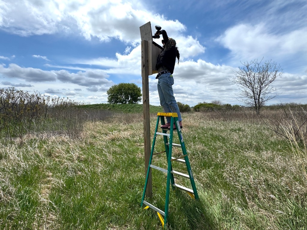 American kestrel nest box installation