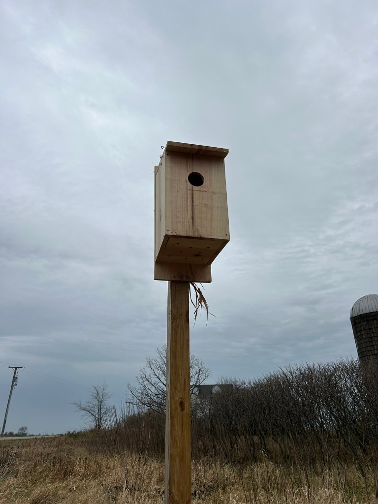 Northern kestrel nest box